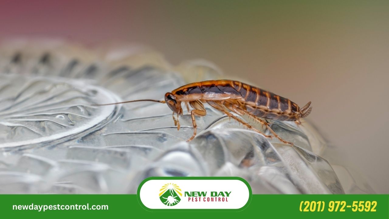 Spring Pest Prevention for Allendale, NJ Homeowners- What You Should Know